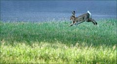 Wildkaninchen Wildkaninchen