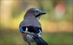 Eichelhäher im November