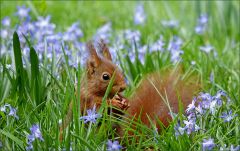 Eichhörnchen Eichhörnchen