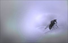 Fliege im Januar Fliege im Januar