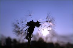 Löwenzahnschirmchen bei Sonnenaufgang Löwenzahnschirmchen bei Sonnenaufgang