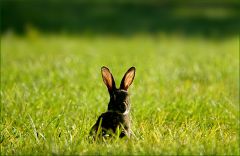 Wildkaninchen Wildkaninchen