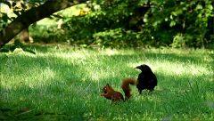 Eichhörnchen und Rabe Eichhörnchen und Rabe