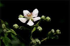 Brombeerblüte Brombeerblüte