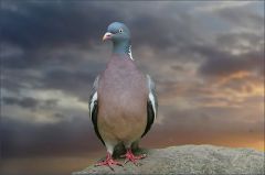 Stolze Taube Stolze Taube