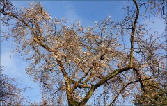Blühender Kirschbaum im Januar