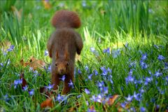 Eichhörnchen springt in die Blausterne Eichhörnchen springt in die Blausterne