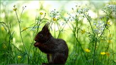 Eichhörnchen in der Maiwiese Eichhörnchen in der Maiwiese