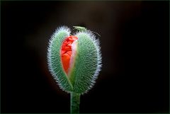 Mohnknospe mit kleinem Insekt Mohnknospe mit kleinem Insekt