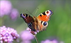Pfauenauge Pfauenauge