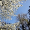 Baumblüten im April