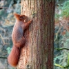 Eichhörnchen am Baumstamm