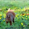 Eichhörnchen auf der Februarwiese
