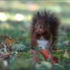 Eichhörnchen im Herbstlaub sitzend
