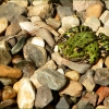 Frosch auf Kieselsteinen