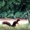Das Eichhörnchen beobachtet fallende Wassertropfen