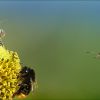 Biene und Hummeln