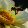 Dahlie und Biene im Anflug