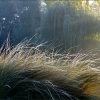 Gräser bei Morgennebel