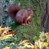 Eichhörnchen im November