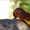 Eichhörnchen mit Aprikose