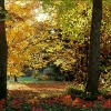 Herbstfarben im November