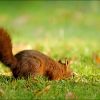 Eichhörnchen sucht im Gras