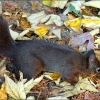 Eichhörnchen im Laub