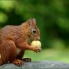 Eichhörnchen mit Aprikose