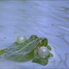 Wasserfrosch mit Schallblasen