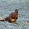 Eichhörnchen auf der Wiese mit Raureif
