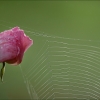Spinnennetz an einer Rose