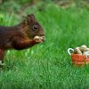 Eichhörnchen mit einer Erdnuss