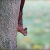Eichhörnchen