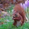 Eichhörnchen und Herbstzeitlose