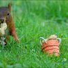 Das Eichhörnchen zieht sich zurück