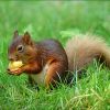 Eichhörnchen mit einer Aprikose