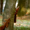 Zwei Eichhörnchen im Oktober