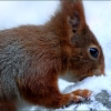 Eichhörnchen im Schnee