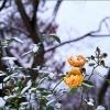Gelbe Rosen im Schnee