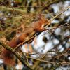 Eichhörnchen auf einem dünnen Ast