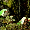 Drei Papageien