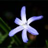 Kleine Blausternblume