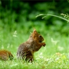 Eichhörnchen auf der Wiese