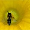 Biene in einer Kürbisblüte