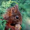 Eichhörnchen mit dem Aprikosenkern