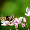 Zusammenstoss von Biene und Hummel