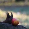Eichhörnchen und mein Apfel