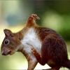 Eichhörnchen kratzt sich am Bauch