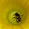 Biene in einer Kürbisblüte